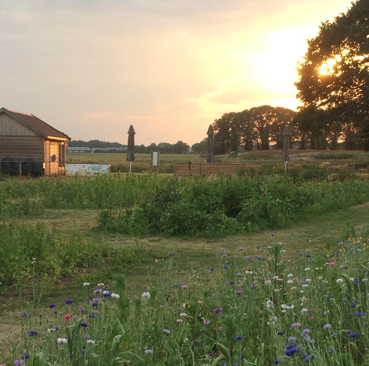 Groot Twentsch Maïsdoolhof