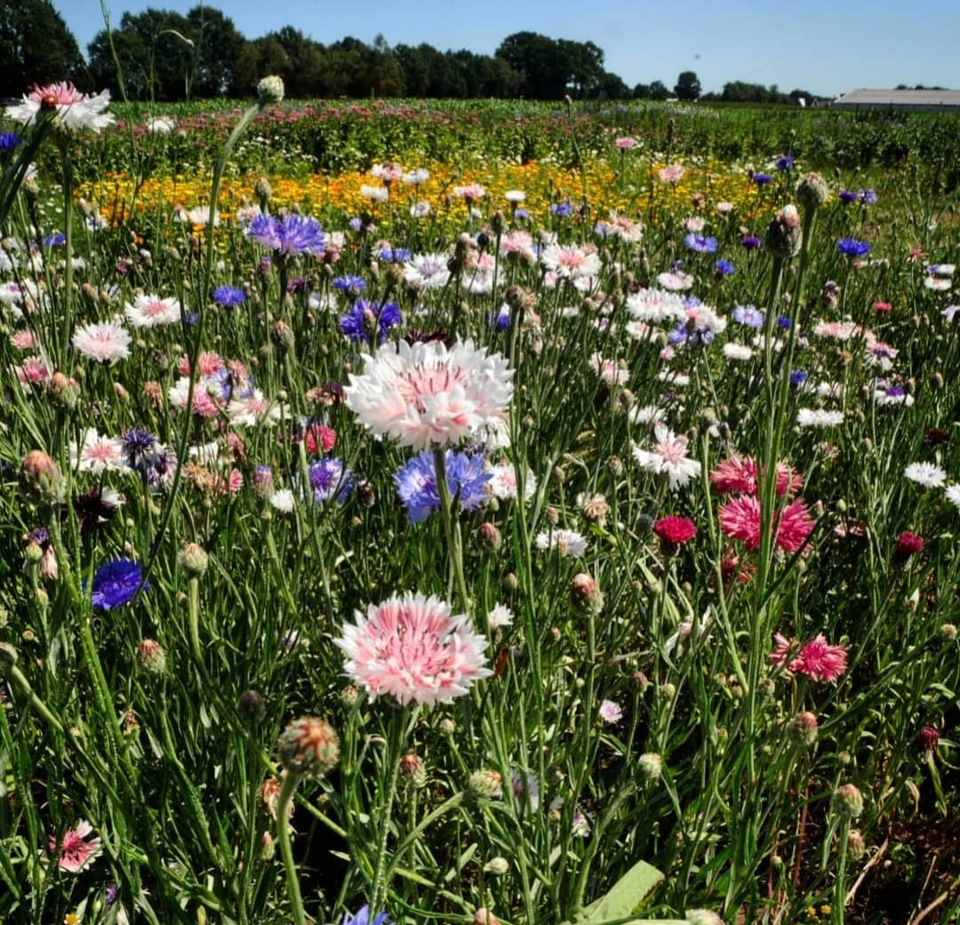 Maisdoolhof en bloemen plukken