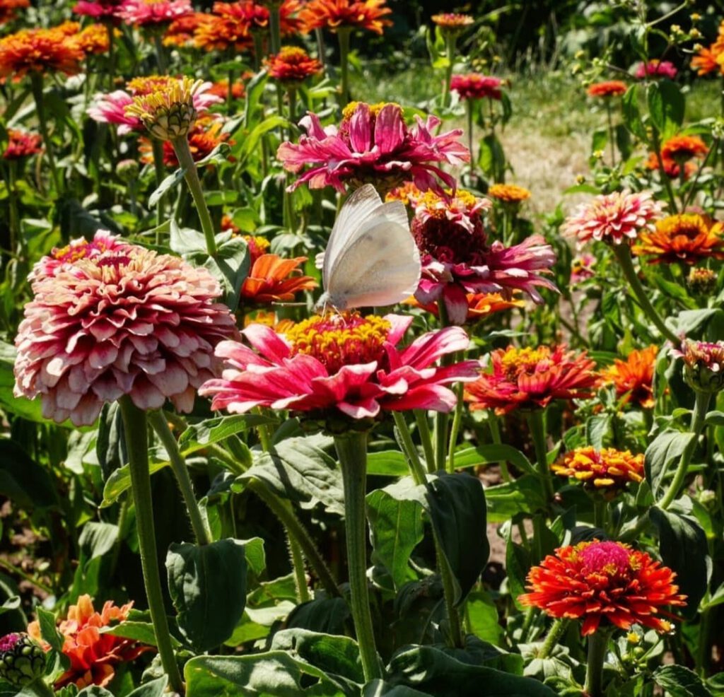 Maisdoolhof en bloemen plukken